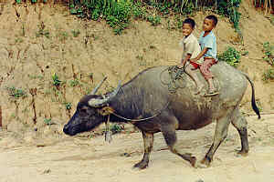 Hill tribe children on a water buffalo taxi, Mae Hong Sorn Province, Northern Thailand.
