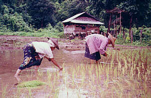 Ein Reisfeld bei Mae Hong Sorn in Nord-Thailand  (17.5 K)