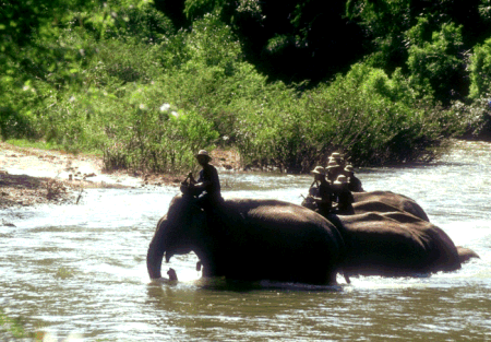 Elefanten in Nord-Thailand bei der Arbeit